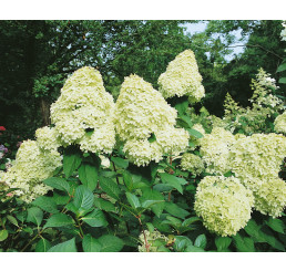 Hydrangea paniculata ´Limelight´ / Hortenzia metlinatá, 40-50 cm, C3