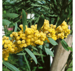 Acacia retinoides / Akácia , K9