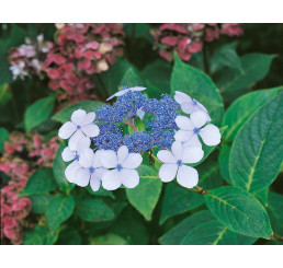 Hydrangea serrata ´BlueBird´ / Hortenzia pílovitá, 30-40 cm, C2