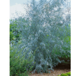 Salix exigua / Vŕba, 80-100 cm, C4