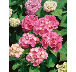 Hydrangea macrophylla ´Masja´ / Hydrangea kalinolistá, 30-40 cm, C3
