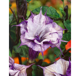 Datura metel / Durman metelový fialový plnokvetý, bal. 5 sem.