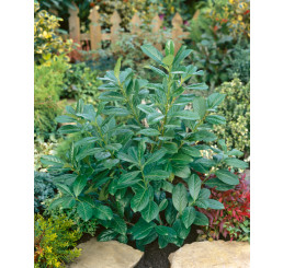 Prunus laurocerasus ´Novita´ / Vavrínovec, 25-30 cm, K9