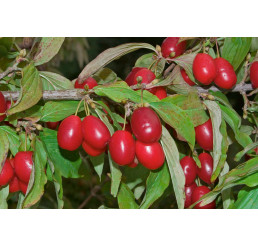 Cornus mas ´Jolico´ / Drieň veľkoplodý, 40/50, C5