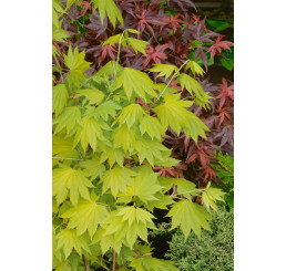 Acer shirasawanum ´Aureum´ / Javor japonský, 60-80 cm, C5