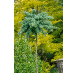 Larix kaempferi ´Blue Dwarf´ / Smrekovec japonský Modrý trpaslík, 100 cm kmienok, C10