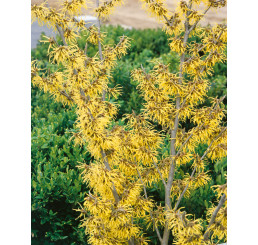 Hamamelis int. ´Arnold Promise´ / Hamamel prostredný, 60-80 cm, C5