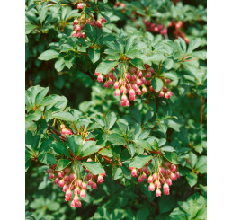 Enkianthus campanulatus / Zvonkovec, Enkiant zvončekovitý, 45-50 cm, C7