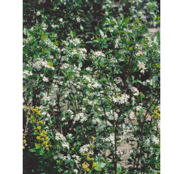 Aronia melanocarpa ´Hugin´ / Arónia čiernoplodá, 60-80 cm, K11