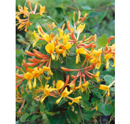 Lonicera tellmaniana / Zemolez Tellmannov, 100-120 cm, C5