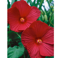 Hibiscus moscheutos ´Carousel Geant Red´ / Ibištek bahenný veľkokvetý červený, C2