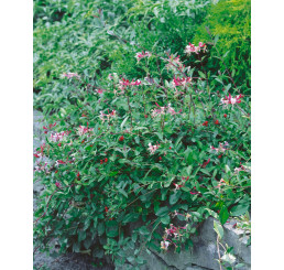 Lonicera periclymenum ´Serotina´ / Zemolez ovíjavý, 80-100 cm, C2