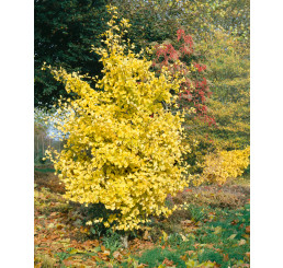Ginkgo biloba / Ginko dvojlaločné, 30-40 cm, K12