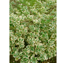 Euonymus fortunei ´Variegatus´ / Bršlen Fortuneov, 12-15 cm, K9