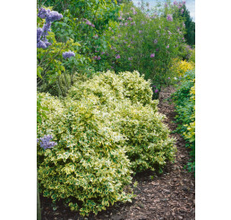 Euonymus fortunei ´Variegatus´ / Bršlen Fortuneov, 15-20 cm, K9