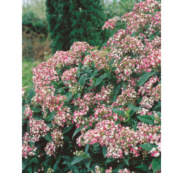 Viburnum tinus ´Eve Price´ / Kalina, 20-30 cm, C2