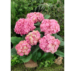 Hydrangea macrophylla ´Pink´ / Hortenzia kalinolistá ružová, 20-30 cm, C2