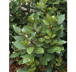 Laurus nobilis / Vavrín lekársky / Bobkový list, trs rastlín, K12
