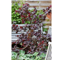 Corylus av. ´Red Majestic´ / Lieska červenolistá, 140-150 cm, C7,5, kmienok