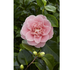 Camellia japonica ´Pink´ / Kamélia ružová, K9