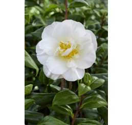 Camellia japonica ´White´ / Kamélia biela, K9