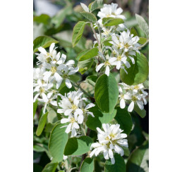 Amelanchier alnifolia ´Honeywood´ / Muchovník, 80/100 cm, K11