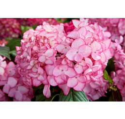 Hydrangea macrophylla ´Salsa´® / Hortenzia kalinolistá, 15-20 cm, K12