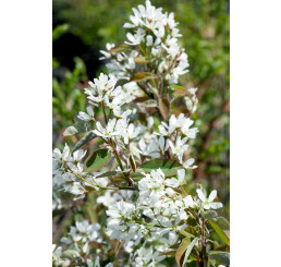 Amelanchier alnifolia ´Thiessen´ / Muchovník, 35-40 cm, C3