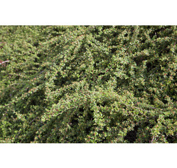Cotoneaster dammeri  ´Coral Beauty´ / Skalník rozložený, 25-30 cm, K9