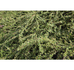 Cotoneaster dammeri  ´Coral Beauty´ / Skalník rozložený, 10-20 cm, K9