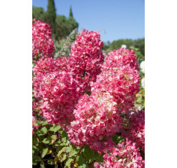 Hydrangea paniculata ´Diamant Rouge´® / Hortenzia metlinatá, 30 cm, C4