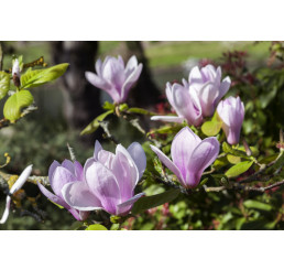 Magnolia x soulangeana ´Sundew´ / Magnólia Soulangova, 60-80 cm, C7,5