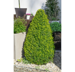 Buxus sempervirens / Krušpán vždyzelený, 20-30 cm, C1,5