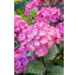 Hydrangea macrophylla ´Leuchtfeuer´ / Hortenzia kalinolistá ružová, C2
