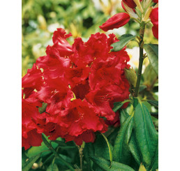 Rhododendron hybr. ´Nova Zembla´ / Rododendrón červený, 50-60 cm, C5