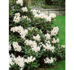 Rhododendron hybr. ´Cunningham´s  White´  / Rododendrón biely, K9