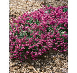 Erica carnea ´Myretoun Ruby´ / Vresovec mäsový, 15-20 cm, C2