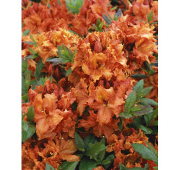 Rhododendron ´Gibraltar´ / Rododendrón, 40-60 cm, C3