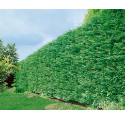 Cupressocyparis leylandii ´Green´ / Cyprusovec leylandský, bal. 10 ks na živý plot, 25-30 cm, 10xK9