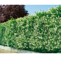 Ligustrum ovalifolium / Vtáčí zob vždyzelený, bal. 10 ks K9 na živý plot