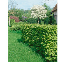 Carpinus betulus / Hrab obyčajný, bal. 10 ks VK, 40-60 cm 