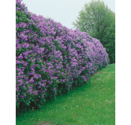 Syringa vulgaris / Orgován obyčajný, 30-40 cm, C2