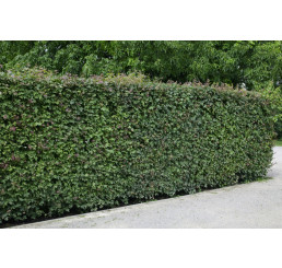 Acer campestre / Javor poľný, bal. 10 ks VK na živý plot, 50-80 cm 