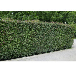 Acer campestre / Javor poľný, bal. 10 ks K9 na živý plot