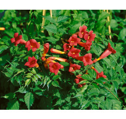 Campsis radicans ´Flamenco´ / Trúbkovec koreňujúci, 80 cm, C2