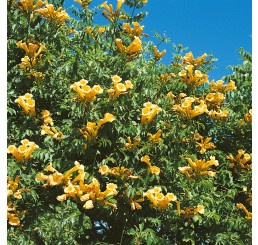 Campsis radicans ´Flava´ / Trúbkovec koreňujúci, 50-60 cm, C2