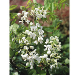 Wisteria floribunda ´Alba´ / Vistéria biela, 80-100 cm, C2