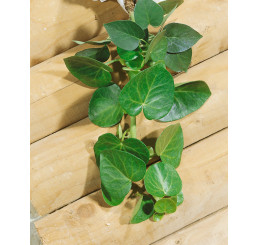 Hedera helix ´Arborescens´ / Brečtan popínavý, 25-30 cm, C2