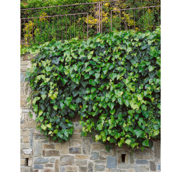 Hedera helix ´Hibernica´ / Brečtan, K9