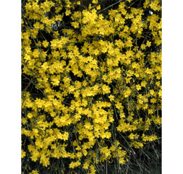 Jasminum nudiflorum / Jazmín nahokvetý, 30-40 cm, C1,5
